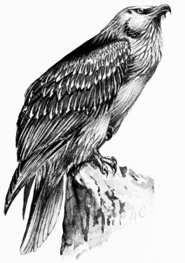 LAMMERGEYER (Gypallus barbatus)

A glorious denizen of Sierra Neváda.