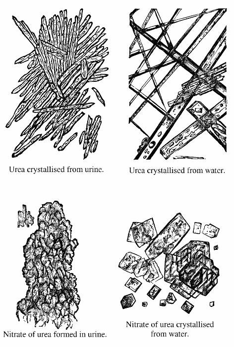 Urea crystallised from urine; urea crystallised from
water; nitrate of urea formed in urine; nitrate of urea crystallised from
water.