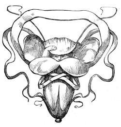 Fairy peeking out of flower