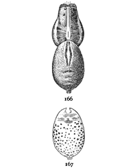 Figs. 166, 167. Lycosa
nidicola.&mdash;166, female
enlarged twice. 167,
under side of abdomen.
