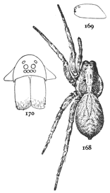 Figs. 168, 169,
170. Lycosa pratensis.&mdash;168,
female enlarged three times.
169, side of cephalothorax.
170, front of head and mandibles.
