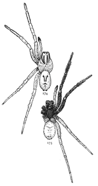 Figs. 174, 175. Lycosa
nidifex.&mdash;174, back of
male. 175, under side of
male. Both enlarged
twice.