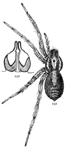 Figs. 191, 192.
Pardosa glacialis.&mdash;191, Female enlarged
four times. 192, epigynum.
