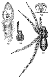 Figs. 193, 194, 195, 196.
Pardosa tachypoda.&mdash;193,
female enlarged
four times. 194, cephalothorax
and palpus
of male. 195, epigynum.
196, palpus
of male.
