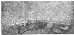 Fig. 226. Newly made edge of
web of Agalena n&aelig;via, showing
arrangement of the threads.