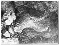 Fig. 238. Web of Tegenaria medicinalis in a hollow of a rock,
the front edge held up by threads running across the hollow, and the mouth of the tube showing behind it.