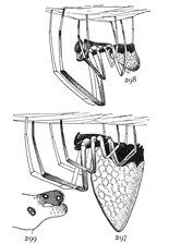 Figs. 297, 298, 299.
Argyrodes nephil&aelig;.