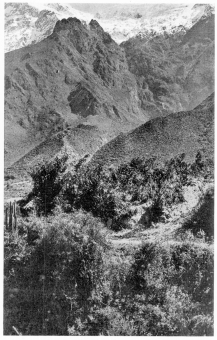 Fig. 179&mdash;Snow fields on the summit of the Cordillera
Vilcapampa near Ollantaytambo. A huge glacier once lay in the steep
canyon in the background and descended to the notched terminal moraine
at the canyon mouth. In places the glacier was over a thousand feet
thick. From the terminal moraine an enormous alluvial fan extends
forward to the camera and to the opposite wall of the Urubamba Valley.
It is confluent with other fans of the same origin. See Fig. 180. In the
foreground are flowers, shrubs, and cacti. A few miles below Urubamba at
11,500 feet.