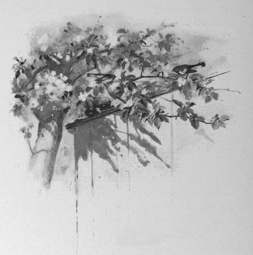 Across the road, in an apple-tree, built a pair of
redstarts