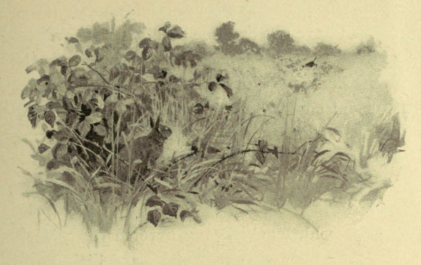 Bunny, meantime, is watching just inside the next
brier-patch