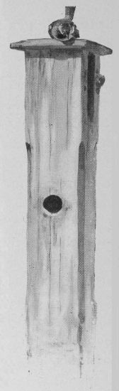 With tail up, head cocked, very much amazed, and
commenting vociferously