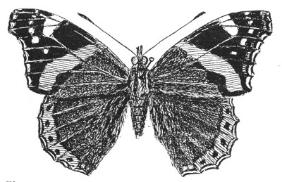 Fig. 141. The Red Admiral butterfly. Note the knobbed antenn�.