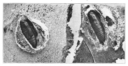 Fig. 326. Pup� of the codlin-moth in cocoons, enlarged.