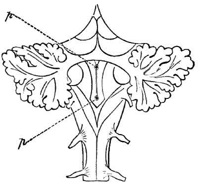 Punctures required to produce glycosuria
