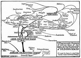 A Diagrammatic Summary of Current Ideas of the
RELATIONSHIP of HUMAN RACES

(It must be borne in mind that human races interbreed freely.)