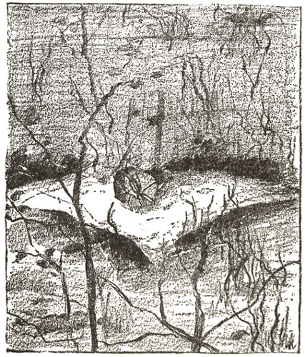 The nest is some distance away
from the web, in a low, thick cluster of bushes