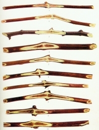 1. V. bicolor
2. V. cordifolia
3. V. rotundifolia
4. V. doaniana
5. V. longii
6. V. labrusca
7. V. rupestris
8. V. riparia
9. V. vinifera
10. V. aestivalis


CANES OF SPECIES OF VITIS