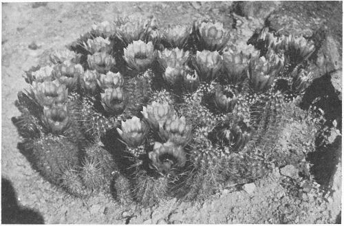 DESERT STRAWBERRIES; FENDLER&rsquo;S HEDGEHOG CACTUS (Echinocereus Fendleri)