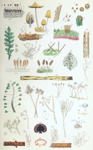 Plate VII.

W Bagg sculp

London: John Van Voorst.