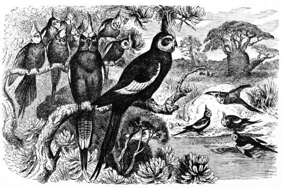 Nymphicus Nov� Hollandicae