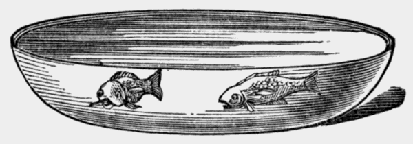 shallow
bowl holding two goldfish