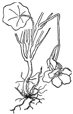 FIG. 1.&mdash;FIBROUS ROOTS

As illustrated by the common garden nasturtium.