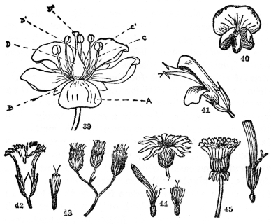 FIG. 39-45.&mdash;THE FLOWER

Fig. 39. A perfect and complete flower. A, petals, all of them forming
the corolla; B, sepals, all of them forming the calyx; C, the
stamen, composed of (C) the filament, and (C1) the anther, which
produces the pollen; D, the pistil, consisting of the swollen base
(D) the ovary, a slender shank (D1) the style, and the swollen or
branched tip (D2) the stigma. (H. D. House, “Wild Flowers of New
York.”) Fig. 40. Typical flower of the pea family. Two petals unite to
form the keel (below), two more unite to form the wings (center), the
remaining and larger petal forms the standard. In most plants of this
family the stamens and pistils are concealed within the keel. Fig. 41.
Two-lipped inequilateral flower, common in such plants as Salvia,
Snapdragon, etc. Note the united calyx and corolla. Fig. 42.
Gamopetalous or united and regular corolla of the Fringed Gentian. Figs.
43, 44, and 45, flowers of the Compositæ or daisy family. Many small
flowers grouped in heads and usually surrounded by one or more series of
bracts. Fig. 43. Flowers all tubular, the small one at the left being an
individual flower. Common examples are Boneset and the common garden
Ageratum. Fig. 44. Flowers both tubular and with rays, the tubular in
the center and the rays on the margin. Below is an individual tubular
flower on the right, and on the left an individual ray flower. Note that
its five united divisions correspond to the five petals in other plants.
Common examples are the daisy, sunflower, black-eyed Susan, etc. Fig.
45. Flowers all ray flowers, an individual one at the right. The
Compositæ with only ray flowers usually have a milky juice and have
often been grouped in a separate family, the Cichoriaceæ. Common
examples are dandelion, chicory, and lettuce.