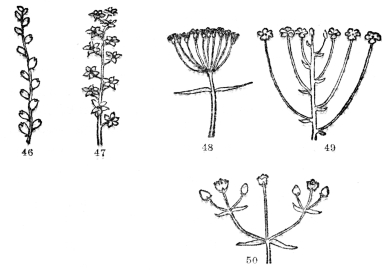 FIG. 46-50.&mdash;TYPES OF FLOWER CLUSTERS

Fig. 46. A spike, the individual flowers attached directly to the common
stalk. Fig. 47. A raceme, a spikelike cluster where individual flowers
are stalked. Fig. 48. An umbel, the individual flower stalks all arising
from one point. Fig. 49. Individual flower stalks of different lengths
but the cluster usually flat-topped (corymb). Fig. 50. A flower cluster
in which the end of the stem is terminated by a flower from the base of
which side branchlets similarly tipped with flowers arise (cyme).