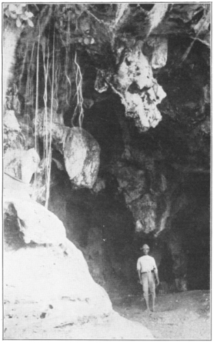 Aerial Roots of Fig Trees Hanging Over the Edge of a Cave
in the Rain Forest, San Lorenzo, Santo Domingo. (Photo by the author.
Courtesy of Brooklyn Botanic Garden.)