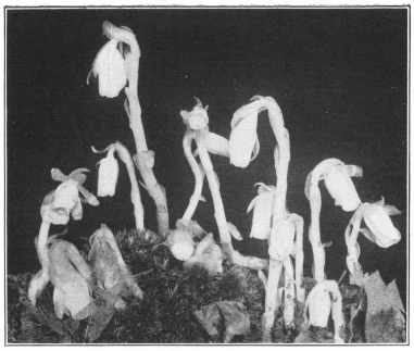 Indian Pipe. (Monotropa uniflora). A saprophytic plant
inhabiting rich woods in eastern North America. (Courtesy of Brooklyn
Botanic Garden.)