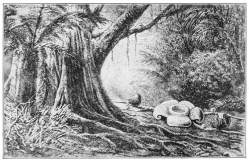 Rafflesia. One of the Strangest Products of the Rain
Forest. It consists only of a giant flower, the largest in the world,
which is attached directly to the roots or stems of relatives of the
grape, upon which it is parasitic. (After Kerner and Oliver. Courtesy
of Brooklyn Botanic Garden.)