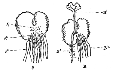 FIG. 76.&mdash;PROTHALLUS OF A FERN SEEN FROM THE UNDER SIDE

(A1) archegonia, (A2) antheridia, and (A3) the rhizoids.
B: Prothallus, showing the young plant with its first leaf (B1),
its own roots (B3) and the rhizoids of the prothallus (B2).
Drawing and legend for it slightly altered from Kraemer.