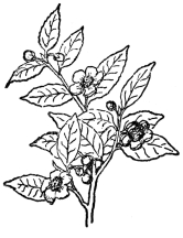 FIG. 99.&mdash;TEA

(Camellia Thea)

A shrub or small tree with white fragrant flowers.