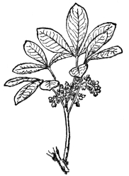 FIG. 102.&mdash;BRAZILIAN OR PARA RUBBER (Hevea
brasiliensis)

Native in the Amazon region, but now much grown in the East Indies.