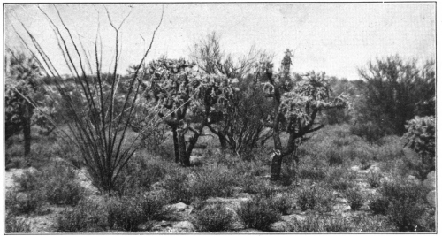 Some of the Commoner Plants of the Desert in the
Southwest. The fanlike branches at the left are the ocotillo
(Fouquieria), the two short tree cacti and choya cactus (Opuntia) and
the leafless tree in the central background the palo verde
(Parkinsonia).

(Photo by the late Edward L. Morris, released for publication here by
the Brooklyn Museum.)