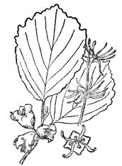 FIG. 111.&mdash;THE WITCH-HAZEL

(Hamamelis virginiana)

Is a fall or winter flowering plant which shoots its seed sometimes as
much as thirty feet. Native of eastern North America.