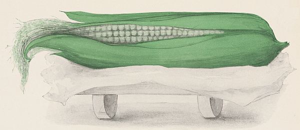 An ear of corn in a cradle