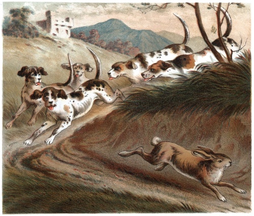 The Lost Hare meets the Pack of Dogs