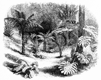 Image not available: Shady and sheltered Dell, with Tree Ferns and other Stove
Plants placed out for the summer.