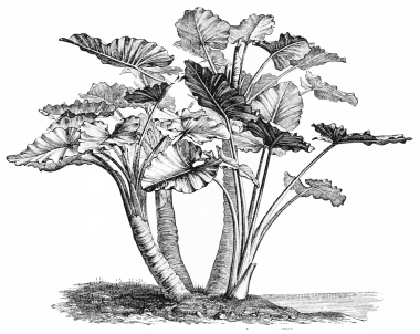 Image not available: COLOCASIA ODORATA.

Tender stove Section; will endure exposure only during summer in the
warmest parts of the southern counties.