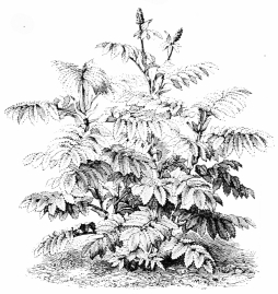 Image not available: MELIANTHUS MAJOR.

Herbaceous Type: best treated as a perennial, and protected at the roots
in winter.