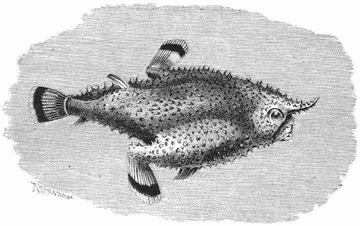 Zeevleermuis (Malthe vespertilio). &frac14; v. d. ware grootte.