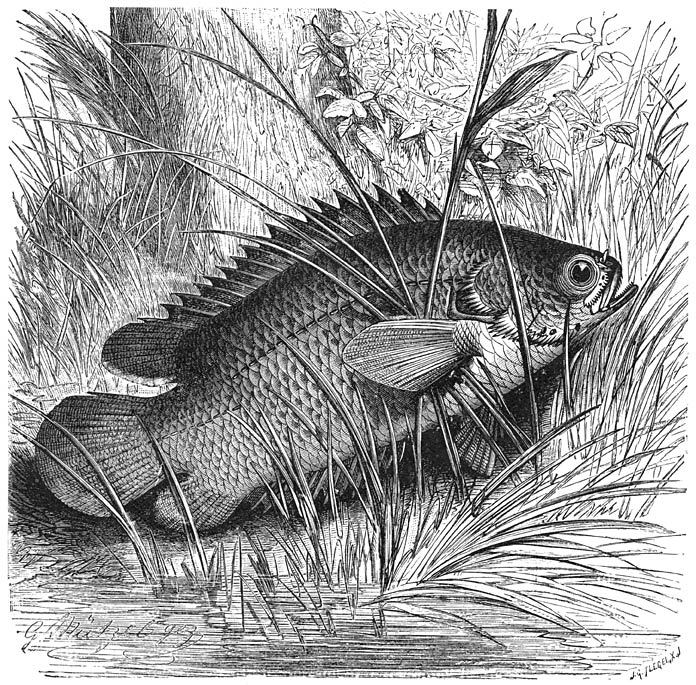 Indische Klimbaars (Anabas scandens). &frac12; v. d. ware grootte.