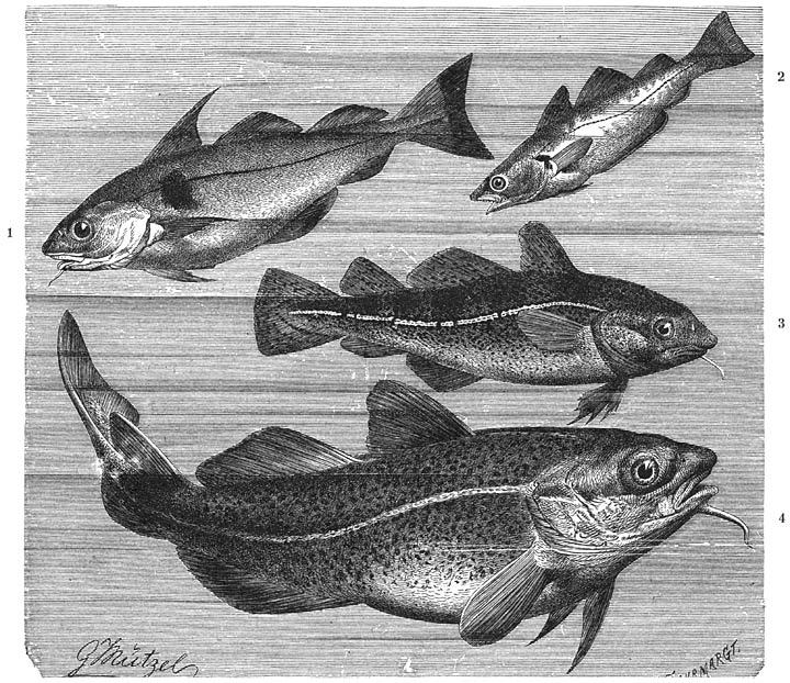 1) Schelvisch (Gadus aeglefinus); 2) Wijting (Gadus merlangus); 3) Dorsch en 4) Kabeljauw (Gadus morrhua). ​1&frasl;9​ v. d. ware grootte.