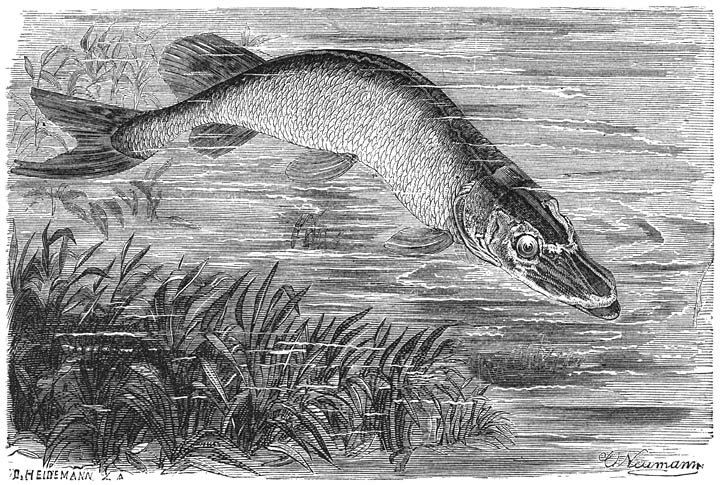 Snoek (Esox lucius). ​1&frasl;12​ v. d. ware grootte.