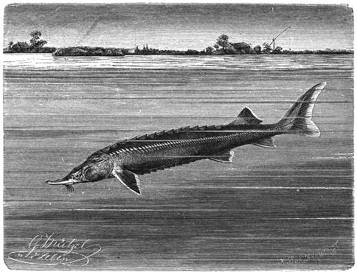 Sterlet (Accipenser ruthenus). ​1&frasl;10​ v. d. ware grootte.