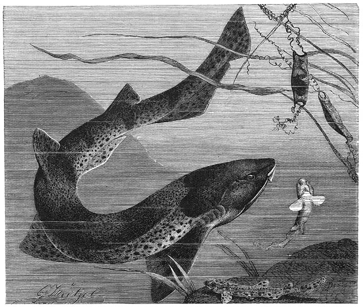 Kathaai (Scyllium catulus). &frac14; v. d. ware grootte.