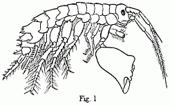 Fig. 1. Melita exilii
n. sp., male, enlarged. The large branchial lamellæ are seen projecting between
the legs.