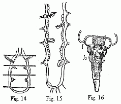 Fig. 14. Heart of a
young Cassidina. Fig. 15. Heart of a young Anilocra. Fig. 16. Abdomen of the
male of Entoniscus Cancrorum. h. Heart. l. Liver. 