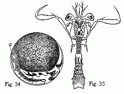 Fig. 34. Embryo of a
Squilla, magnified. a. heart. Fig. 35. Older larva (Zoëa) of a Stomapod, magnified.